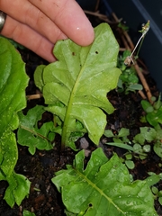 Beta vulgaris vulgaris