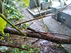 Diploderma swinhonis