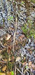 Thelymitra purpureofusca