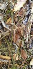 Thelymitra purpureofusca