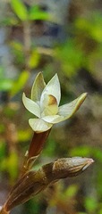 Thelymitra purpureofusca