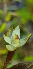 Thelymitra purpureofusca