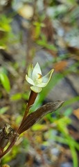 Thelymitra purpureofusca