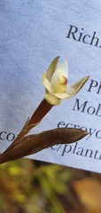 Thelymitra purpureofusca