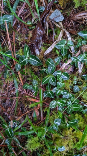Image of Goodyera velutina by (c) Cheng-Te Hsu, some rights reserved (CC BY)