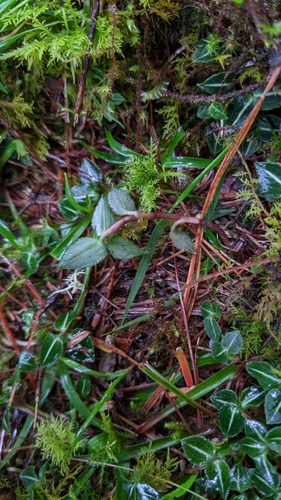 Image of Goodyera velutina by (c) Cheng-Te Hsu, some rights reserved (CC BY)