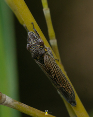 Homalodisca elongata