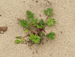 Glehnia littoralis