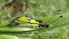 Libelloides sibiricus