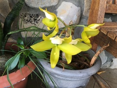 Cycnoches ventricosum