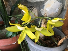 Cycnoches ventricosum