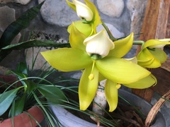 Cycnoches ventricosum