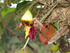 Catasetum maculatum