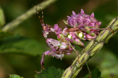 Pseudocreobotra ocellata