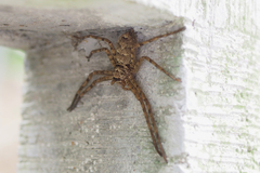 Heteropoda venatoria
