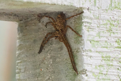 Heteropoda venatoria