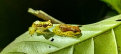 Feihyla inexpectata