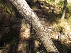 Episynlestes albicaudus