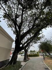 Ficus virens sublanceolata