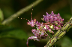 Pseudocreobotra ocellata