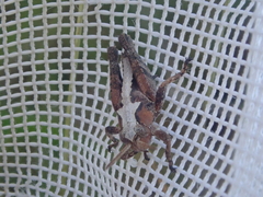 Sigaus campestris