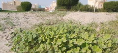 Malva parviflora
