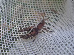Sigaus campestris