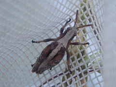 Sigaus campestris