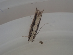 Erechthias fulguritella