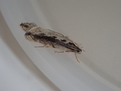 Erechthias fulguritella