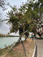 Bauhinia × blakeana