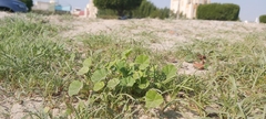 Malva parviflora