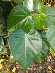 Hernandia nymphaeifolia