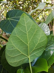Hernandia nymphaeifolia