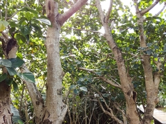 Hernandia nymphaeifolia