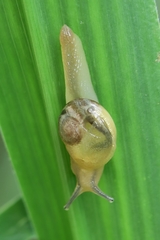 Helicarion perfragilis