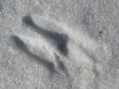 Hydropotes inermis argyropus