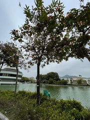 Lagerstroemia speciosa