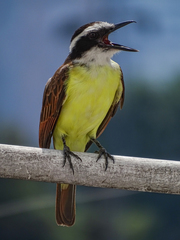 Pitangus sulphuratus