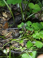 Azorella hookeri