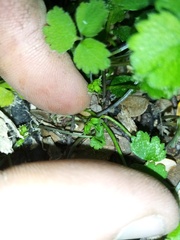Azorella hookeri
