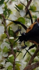 Chondropyga dorsalis