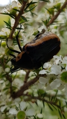 Chondropyga dorsalis