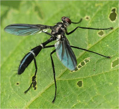 Cordyligaster petiolata