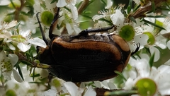 Chondropyga dorsalis