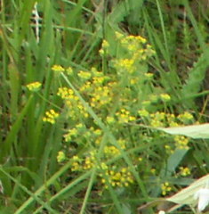 Bupleurum falcatum