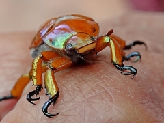 Anoplognathus viriditarsis