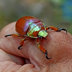 Anoplognathus viriditarsis