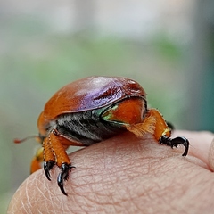 Anoplognathus viriditarsis