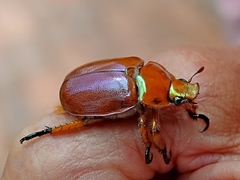 Anoplognathus viriditarsis